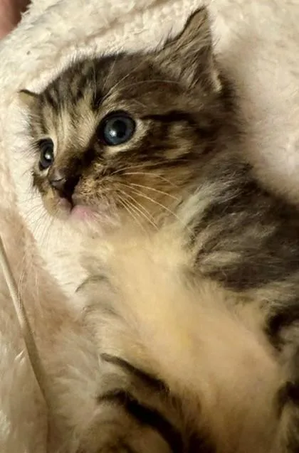 A baby small-sized male Domestic Short Hair cat named Lentil for adoption in Bellevue, WA