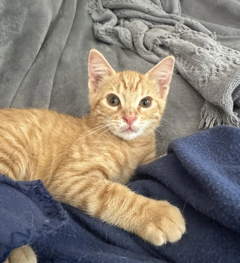 A baby small-sized male Domestic Short Hair cat named Peanut for adoption in Carlsbad, CA