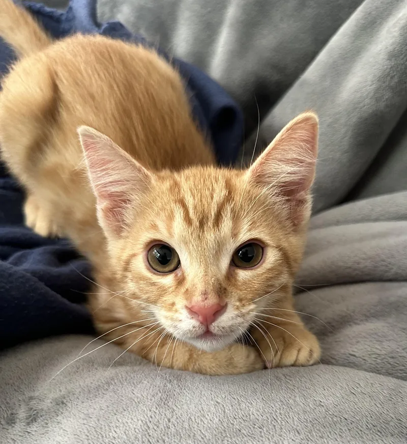 Peanut thumbnail 3
