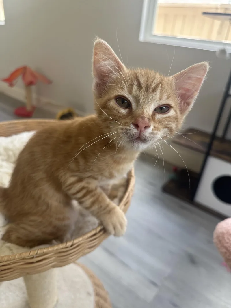 Peanut thumbnail 4