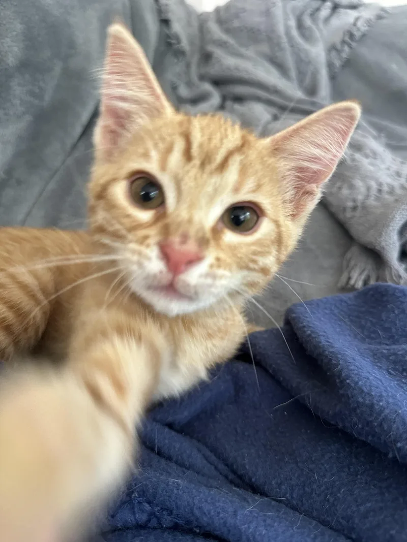 Peanut thumbnail 5
