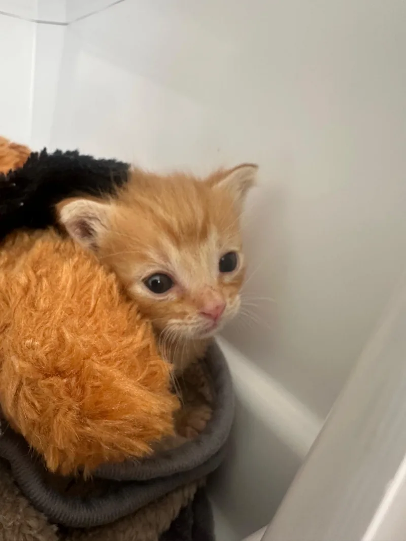 Peanut thumbnail 6