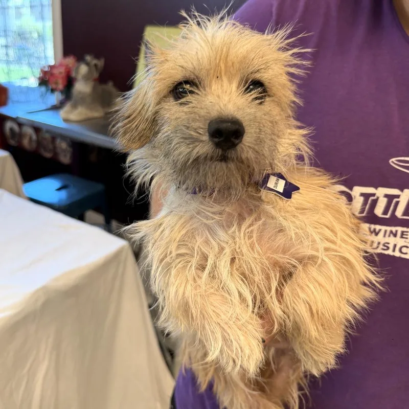 A young small-sized male Terrier dog named Durian for adoption in San Francisco, CA