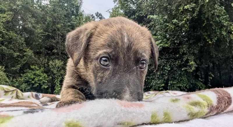Remi