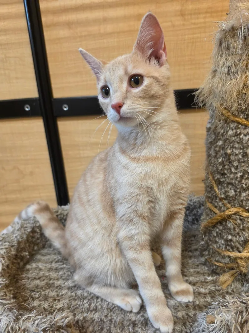 A baby medium-sized male Buff / Tan / Fawn Domestic Short Hair cat named Ralphie for adoption in Temple, PA
