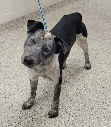 An adult medium-sized male Black Australian Cattle Dog / Blue Heeler dog named Elijah for adoption in Kansas City, MO