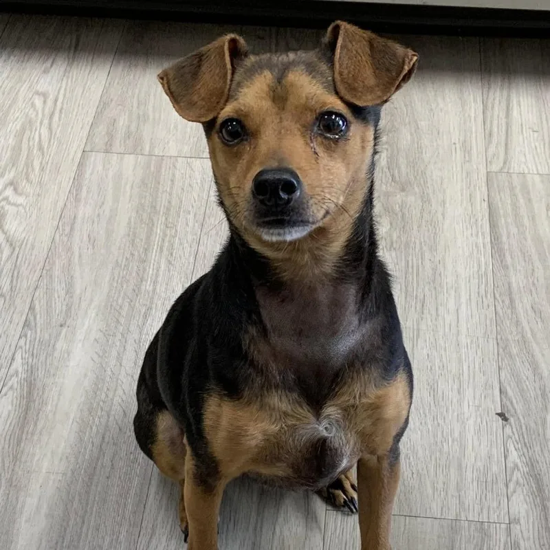 An adult small-sized male Black Feist dog named Moses for adoption in Cleveland, MS