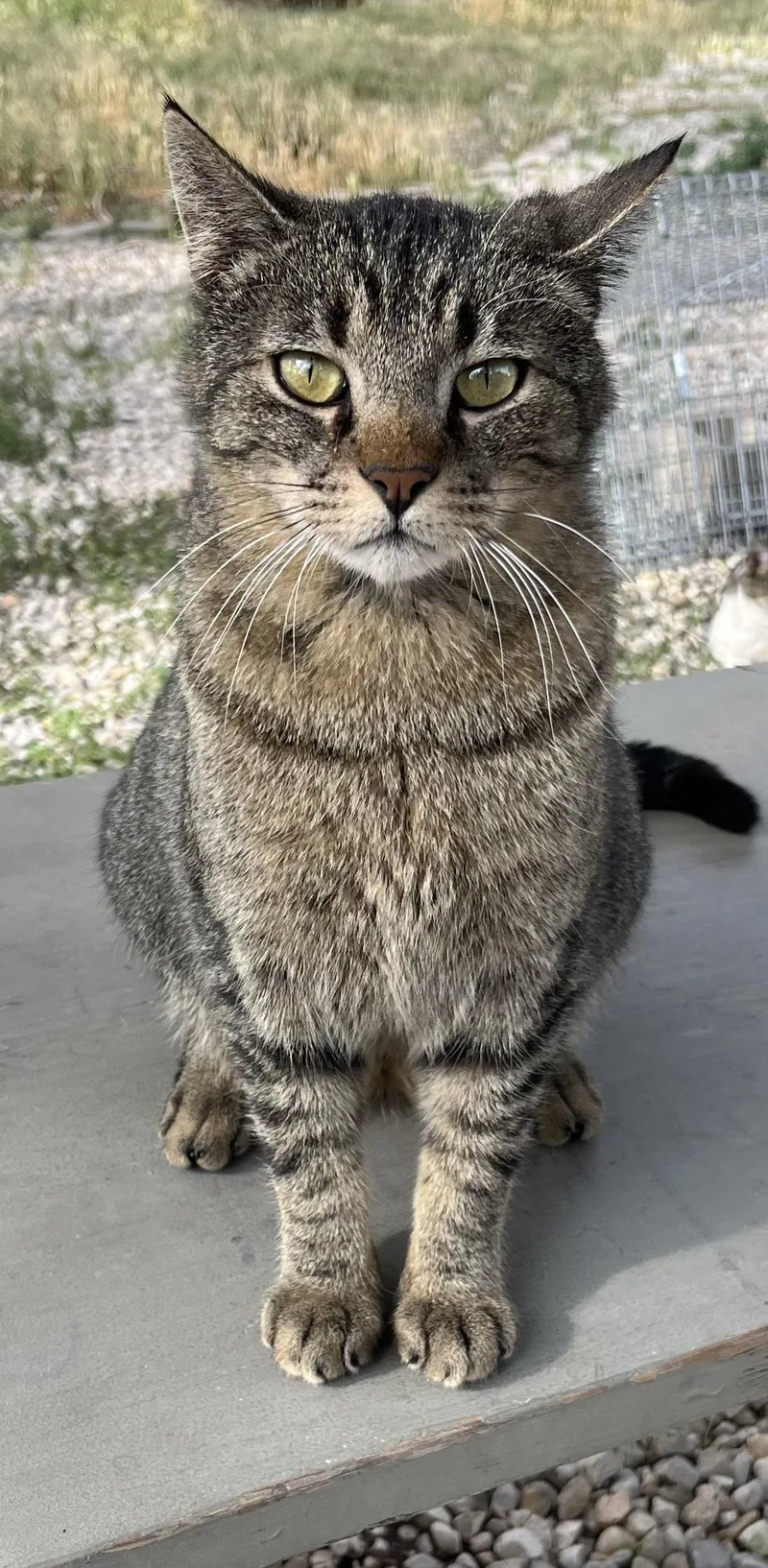 An adult large-sized male Tabby (Brown / Chocolate) Domestic Short Hair cat named Sam for adoption in Roswell, NM