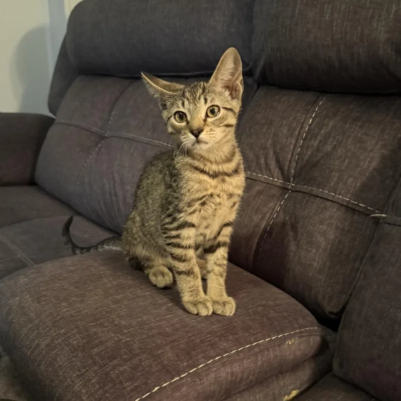 A baby medium-sized male Tabby (Brown / Chocolate) Domestic Short Hair cat named Pepperoni for adoption in Reading, PA