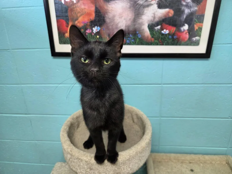 An adult medium-sized male Black Domestic Short Hair cat named Thin Mint for adoption in Chilton, WI