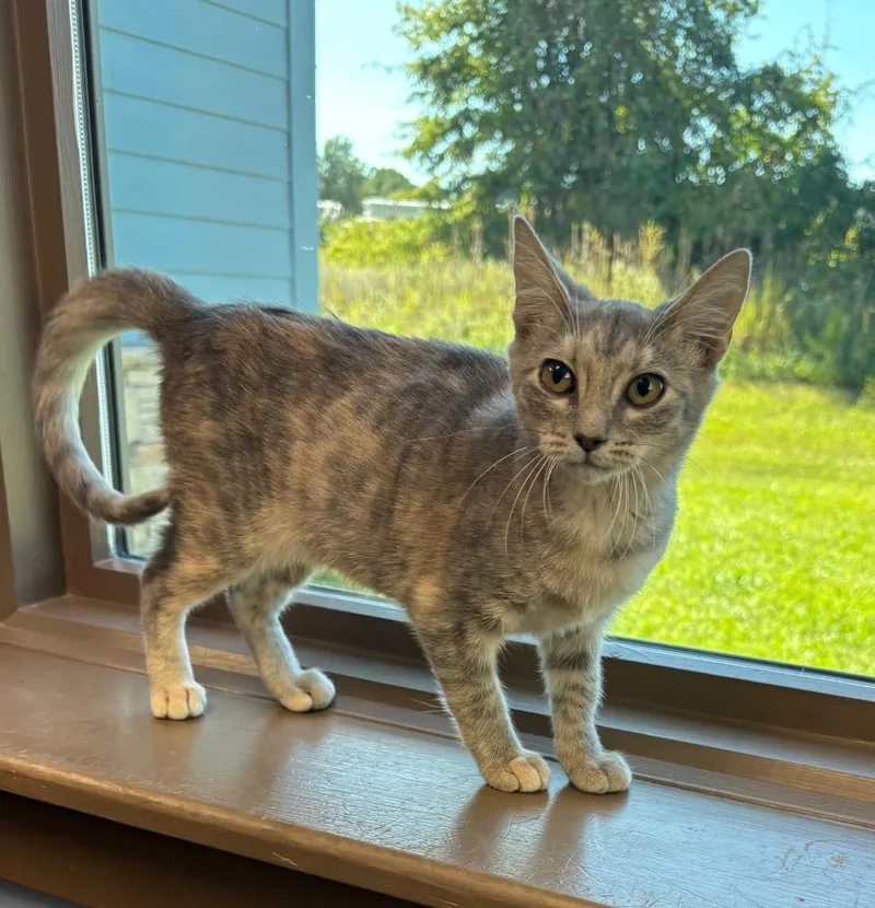 A baby medium-sized female Domestic Short Hair cat named Lily for adoption in Little Rock, AR