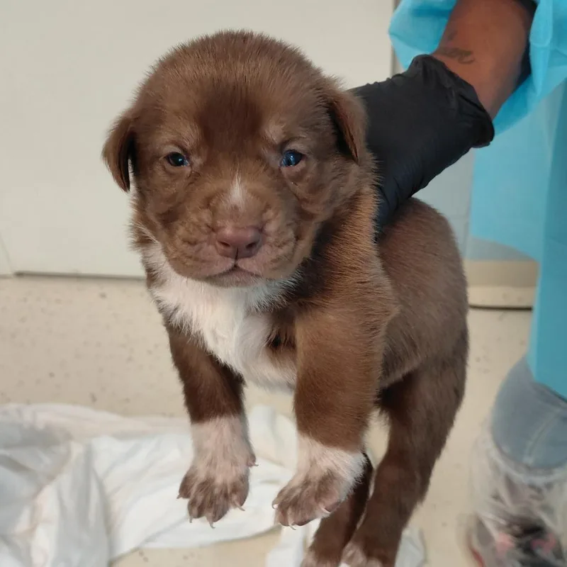 A baby medium-sized male Brown / Chocolate Mixed Breed dog named Altair for adoption in LOXAHATCHEE, FL