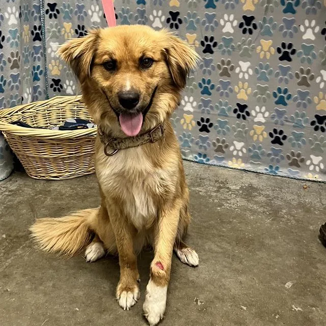 An adult medium-sized female Golden Retriever dog named Shelby for adoption in Rosenberg, TX