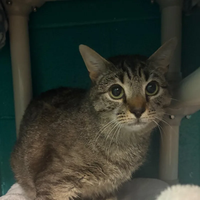 An adult medium-sized male Brown / Chocolate Domestic Short Hair cat named Marty for adoption in Fredericksburg, VA