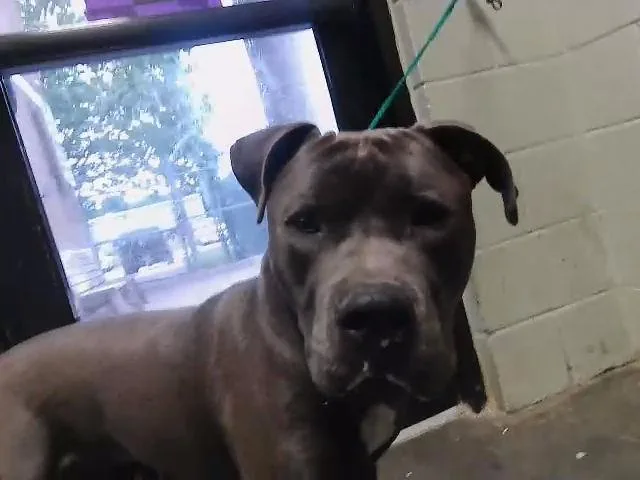 A young large-sized male Pit Bull Terrier dog named Domino for adoption in Tulsa, OK