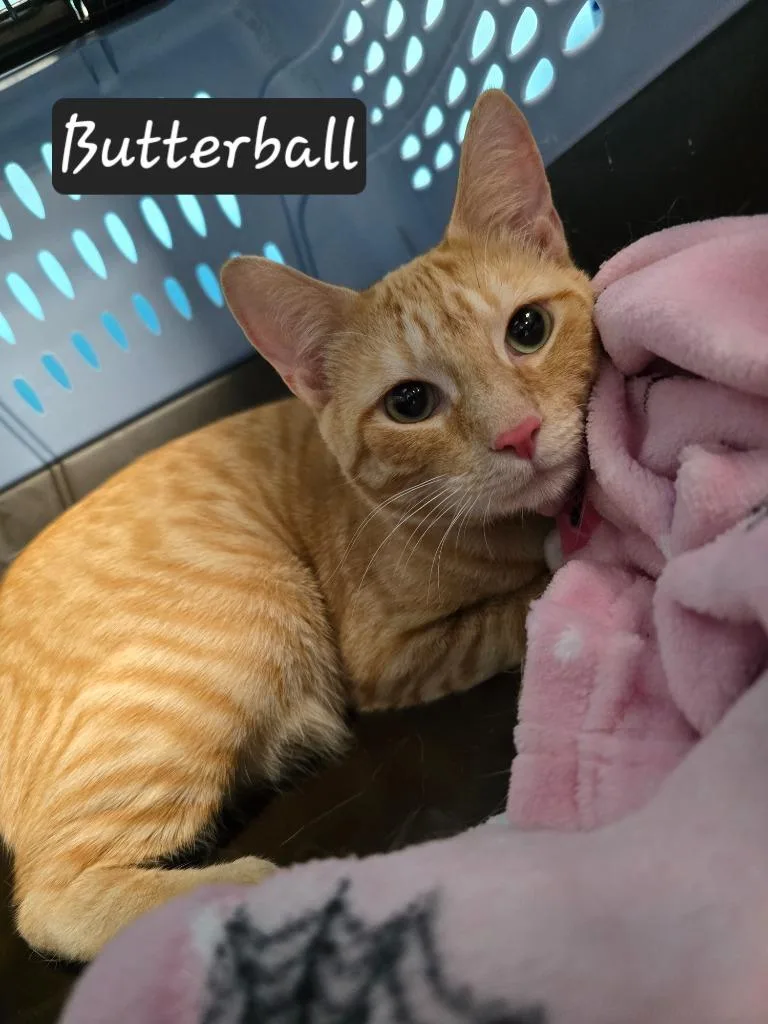A young small-sized male Domestic Short Hair cat named Butterball for adoption in Maumelle, AR