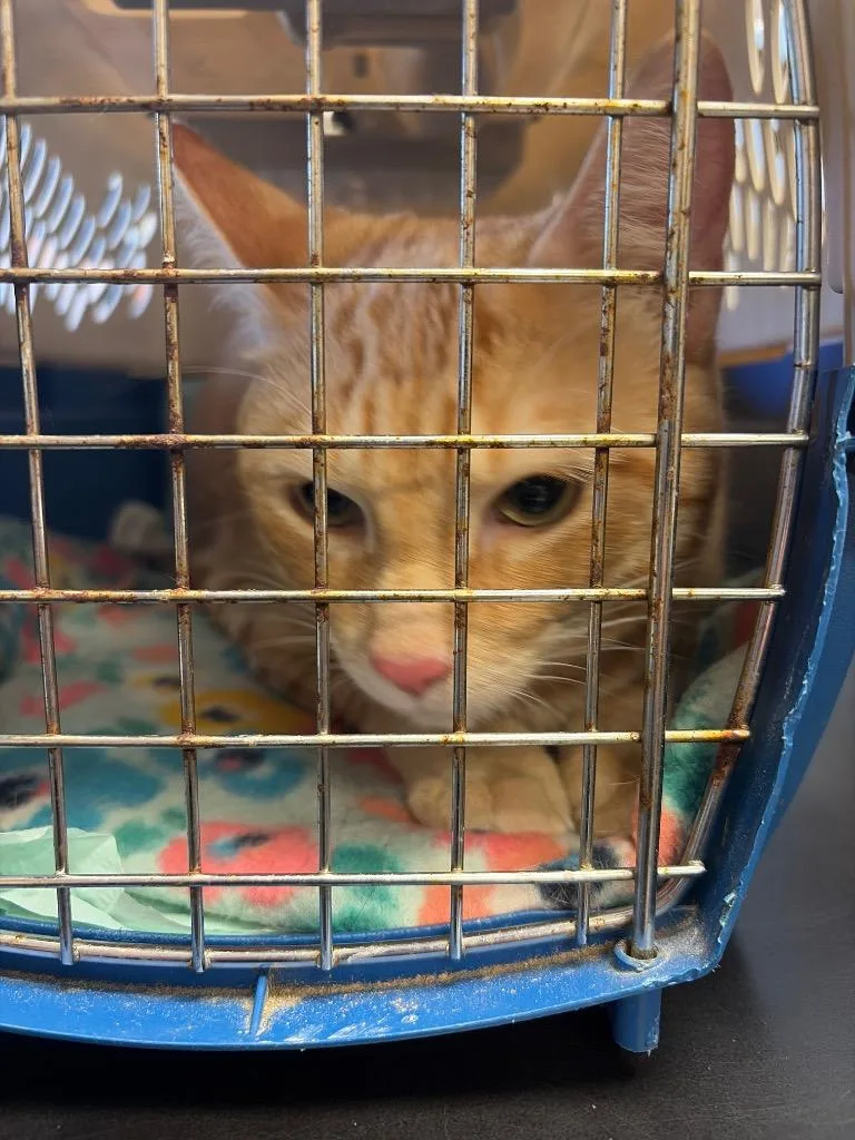 Butterball thumbnail 2