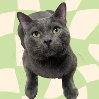 An adult large-sized male Domestic Short Hair cat named Shadow for adoption in West Olive, MI