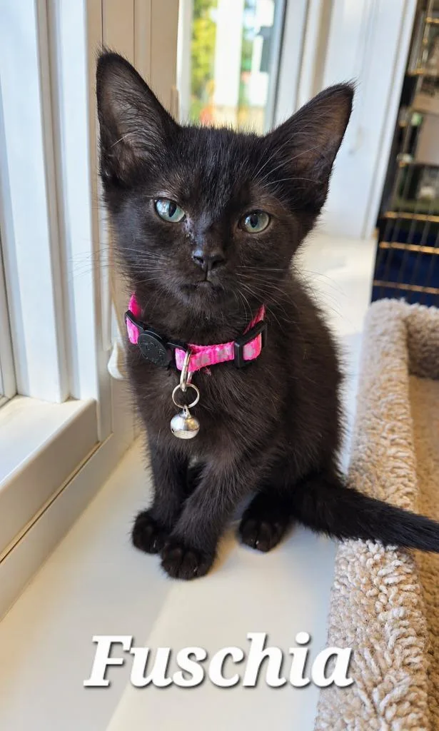 A baby small-sized female Domestic Short Hair cat named Fuschia for adoption in Sidney, OH