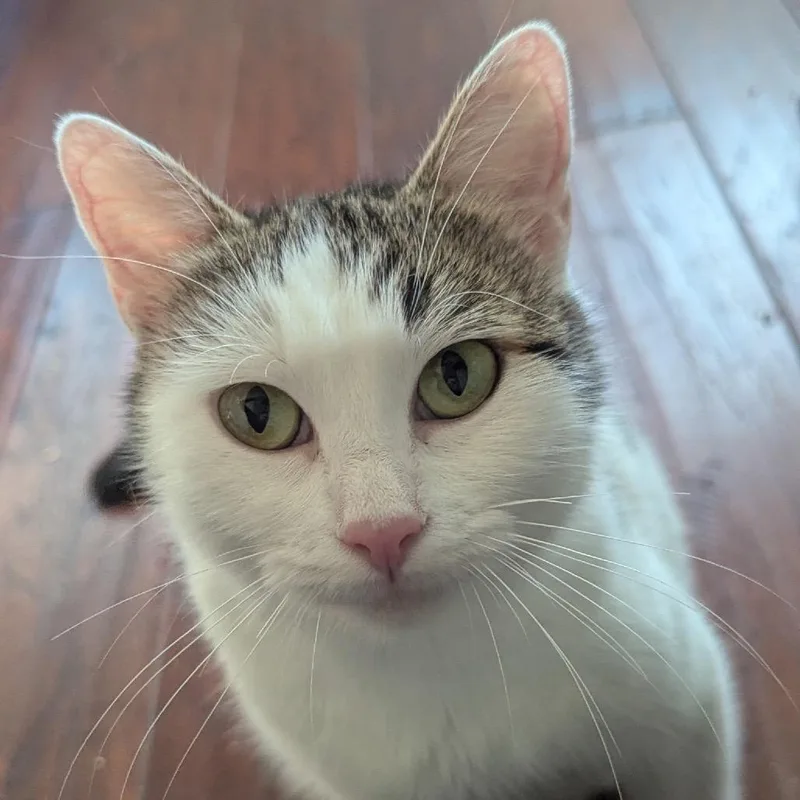 A young small-sized female White Domestic Short Hair cat named Elara for adoption in Tustin, CA