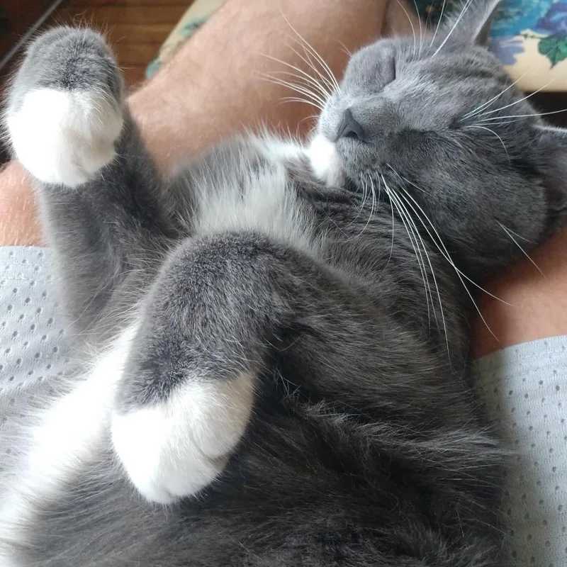 A senior small-sized male American Shorthair cat named Alfonse for adoption in Melbourne, KY