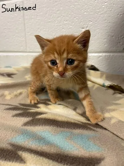 An adult small-sized male Domestic Short Hair cat named Sunkist for adoption in Spruce Pine, NC