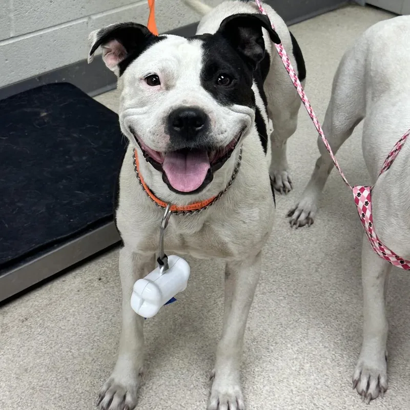 An adult medium-sized female Pit Bull Terrier dog named Remi for adoption in Evansville, IN