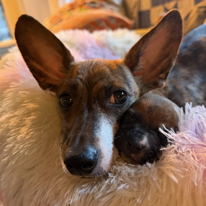 A young small-sized female Brindle Chihuahua dog named Paloma for adoption in Santa Barbara, CA