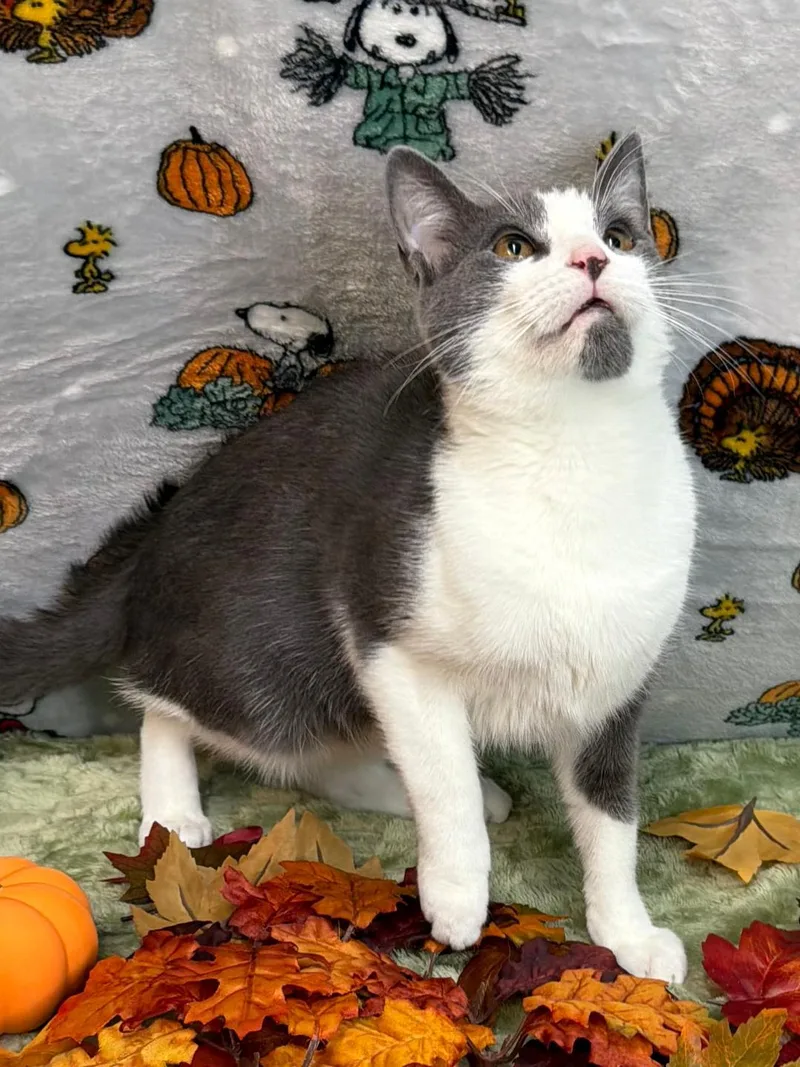 An adult medium-sized male Gray & White Domestic Short Hair cat named Remi for adoption in Wetumpka, AL
