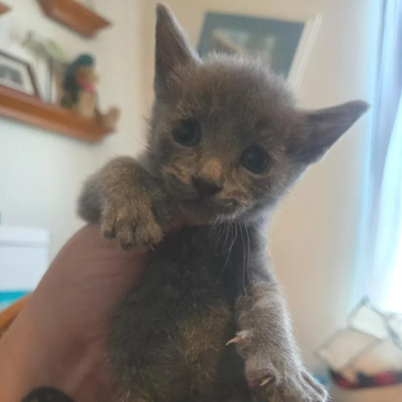 A baby small-sized male Gray / Blue / Silver American Shorthair cat named Ash for adoption in Calimesa, CA