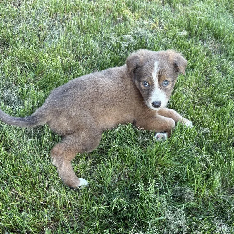A baby small-sized female Yellow / Tan / Blond / Fawn Mixed Breed dog named Venus for adoption in Austell, GA