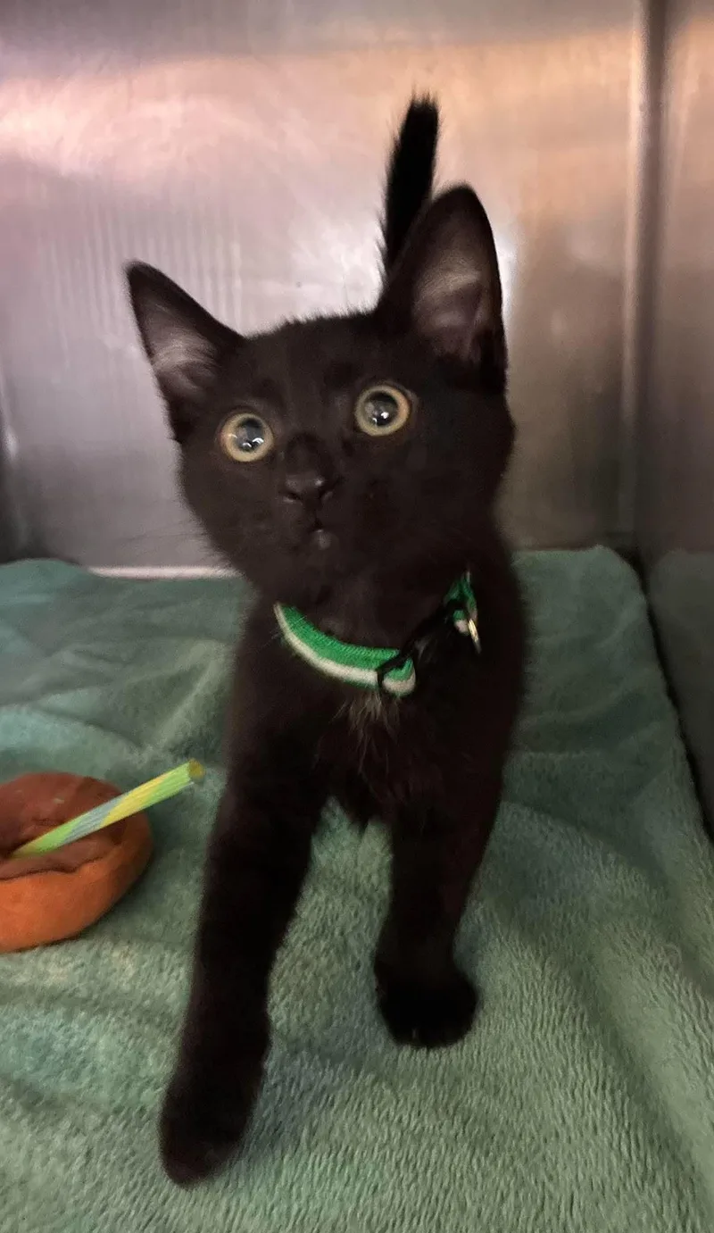 A baby medium-sized male Black Domestic Short Hair cat named Milo for adoption in Petersburg, IL