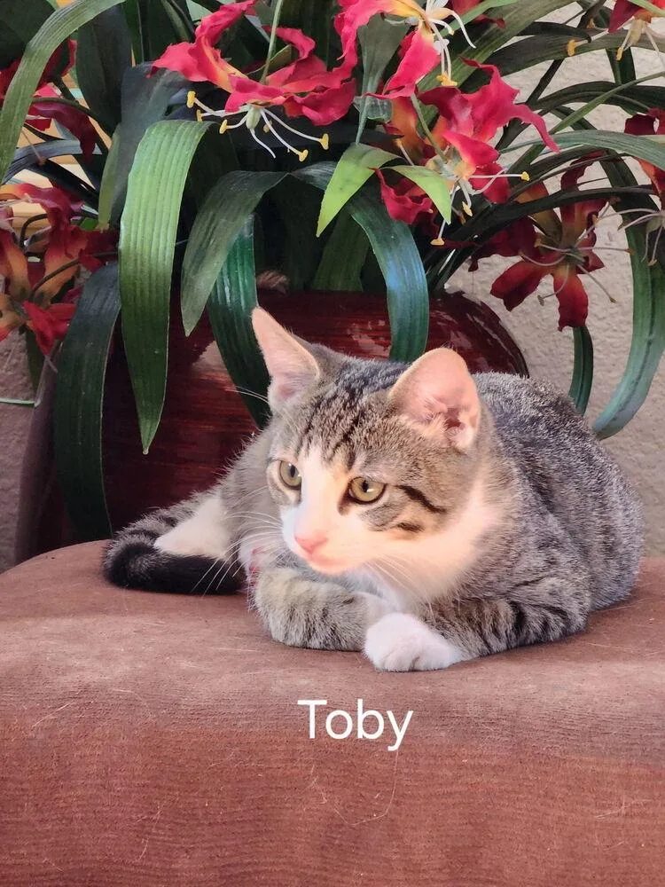 A baby small-sized male Gray & White Domestic Short Hair cat named Toby for adoption in Lancaster, CA