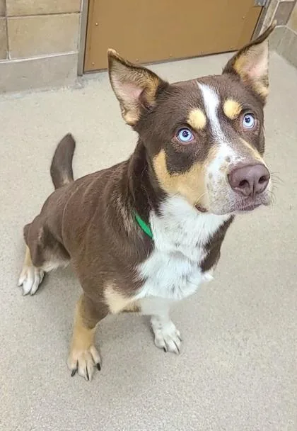 An adult large-sized male Siberian Husky dog named Digby for adoption in Phoenix, AZ