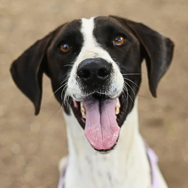 An adult medium-sized female Pointer dog named Darla for adoption in San Antonio, TX