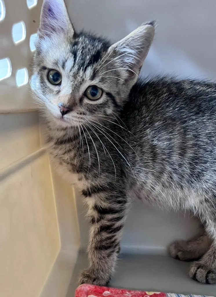 A baby medium-sized female Domestic Short Hair cat named Yuzu for adoption in Cincinnati, OH