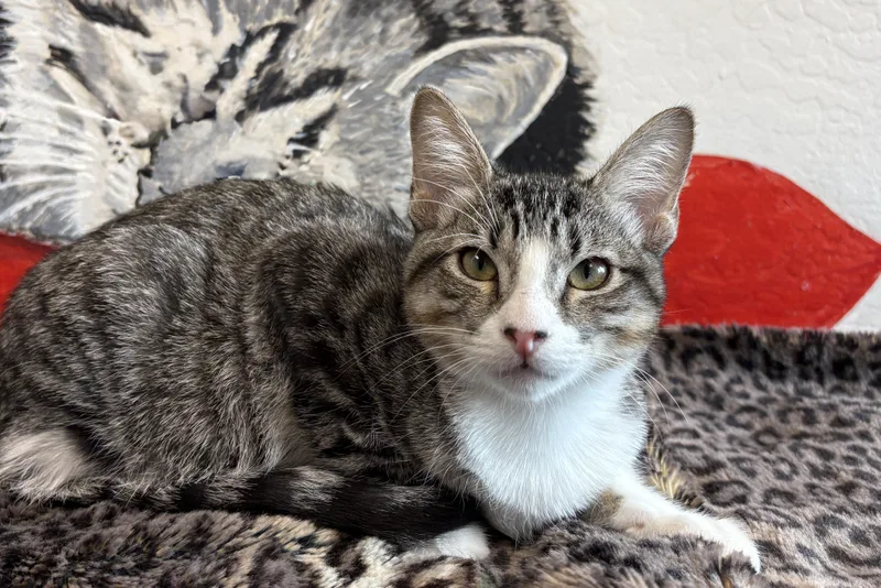 A baby small-sized female Domestic Short Hair cat named Clovis for adoption in Fountain Hills, AZ