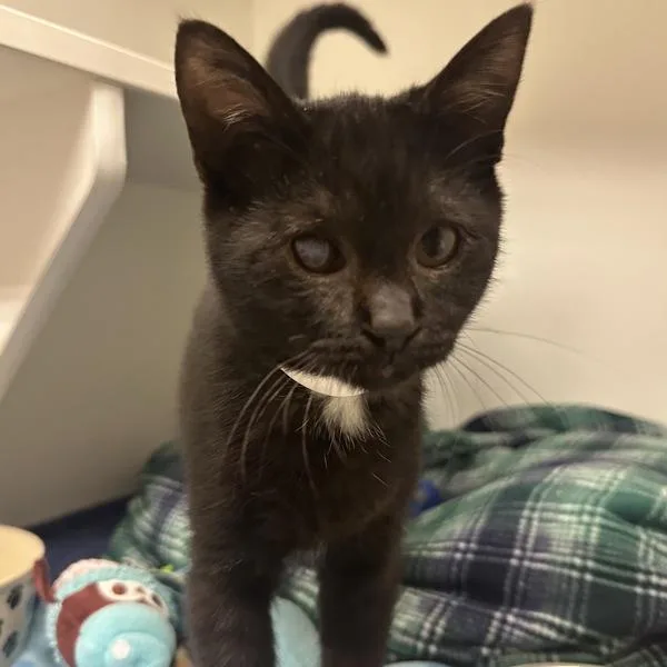 A baby small-sized female Domestic Short Hair cat named Babette for adoption in Walnut Creek, CA