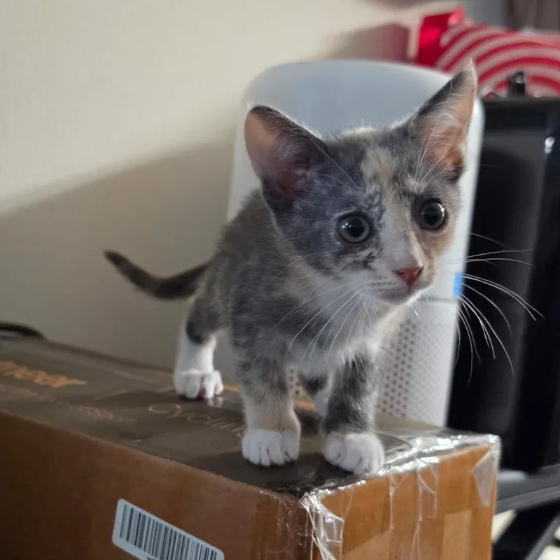 A baby medium-sized female Dilute Calico Domestic Short Hair cat named Sue Storm for adoption in Santa Ana, CA
