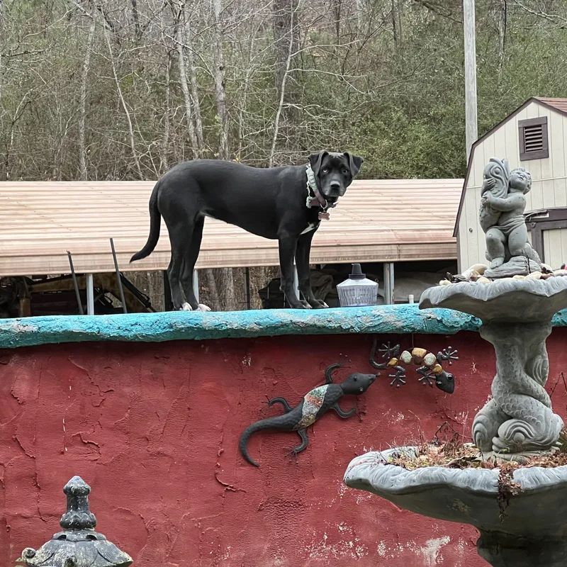 Indy Anna Jones thumbnail 4