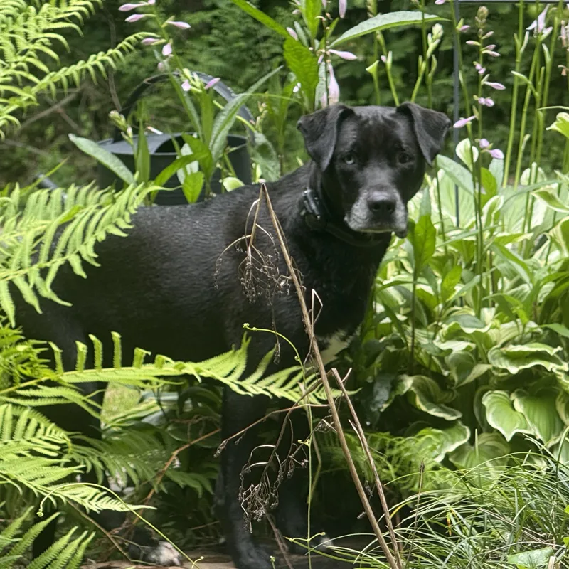 Indy Anna Jones thumbnail 6