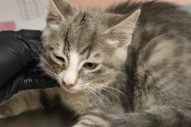A baby medium-sized male Domestic Short Hair cat named Paddle for adoption in Columbia, SC