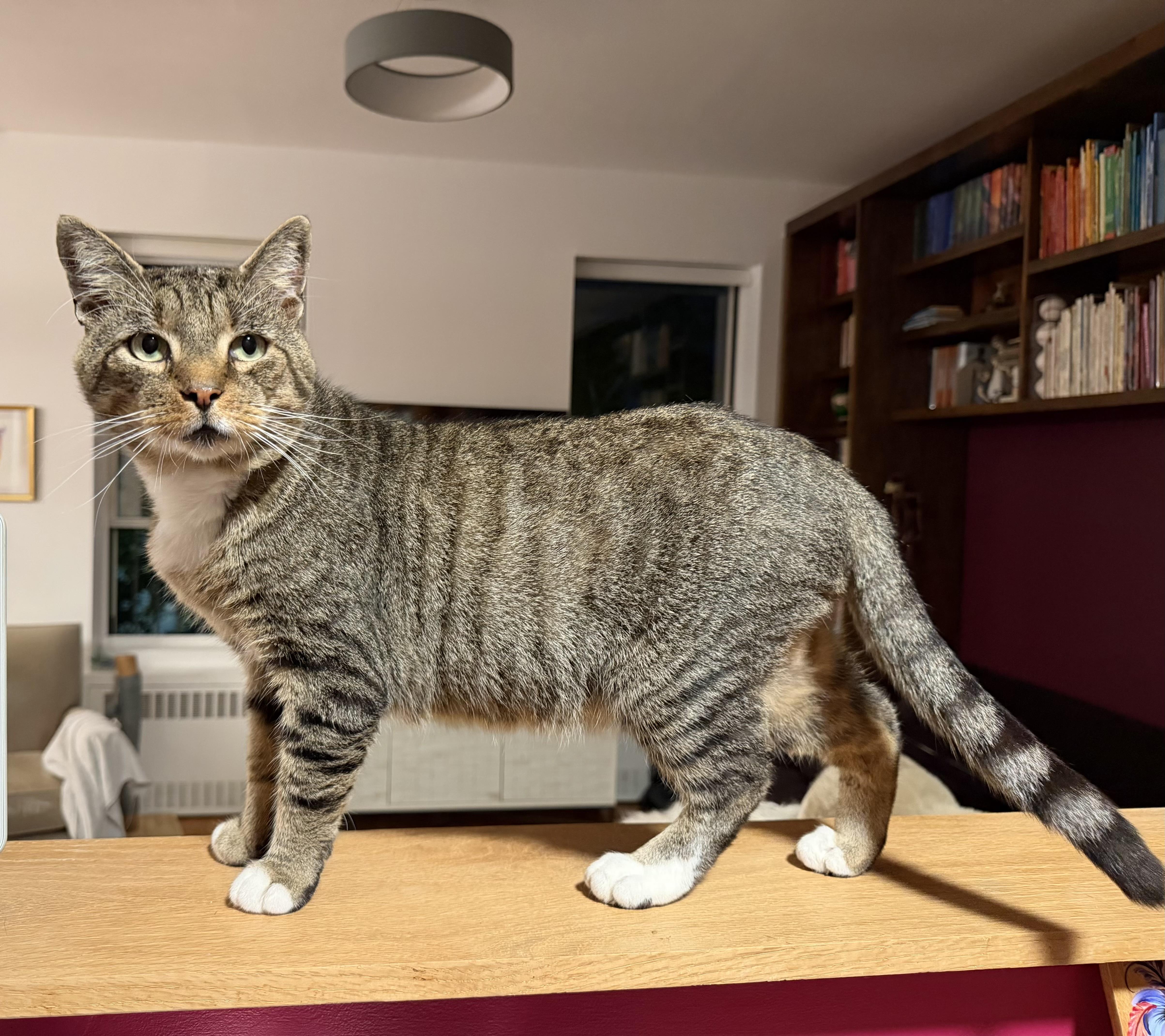 An adult medium-sized male Tabby (Buff / Tan / Fawn) Tabby cat named Milo for adoption in New York, NY