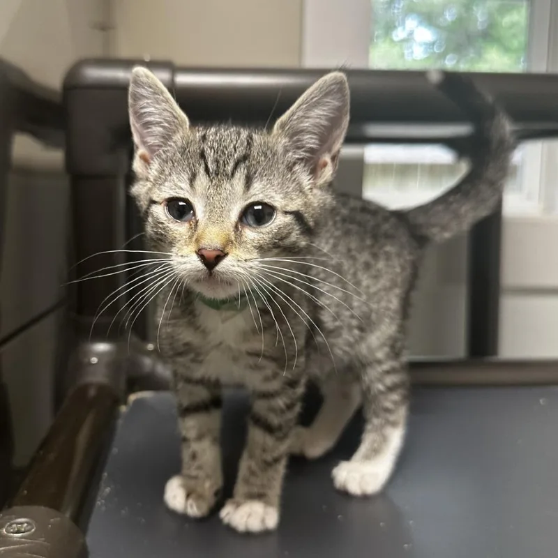 A baby small-sized male Gray / Blue / Silver Domestic Short Hair cat named Tippy for adoption in Blue Ridge, GA