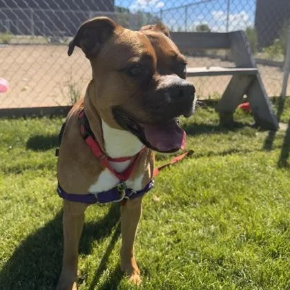 An adult large-sized female Mixed Breed dog named Daisy for adoption in Janesville, WI