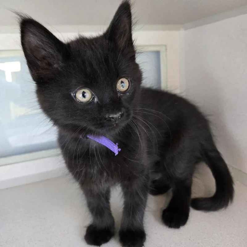 A baby small-sized male Black Domestic Medium Hair cat named Clem for adoption in Durango, CO