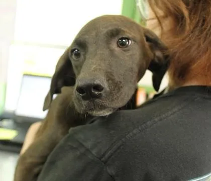 A baby large-sized female Terrier dog named Epcot for adoption in Picayune, MS