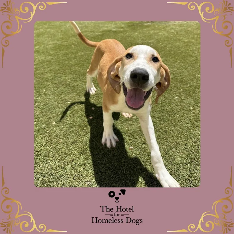 A baby medium-sized female Yellow / Tan / Blond / Fawn Hound dog named Maverly for adoption in Cumberland, RI