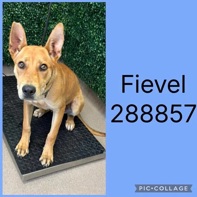 A young small-sized male Mixed Breed dog named Fievel for adoption in Macon, GA