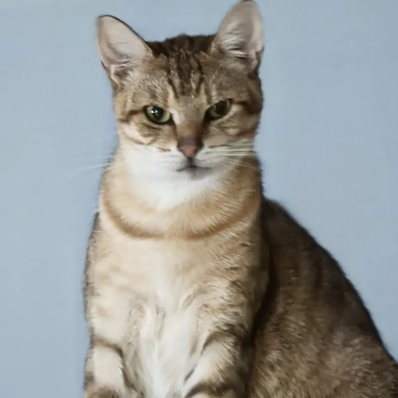 An adult medium-sized female Abyssinian cat named Misty for adoption in New Port Richey, FL